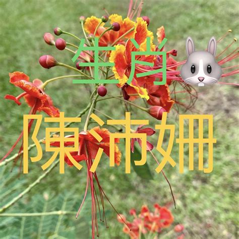 姍名字